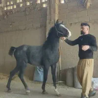 کره نریان 18ماهه ازارشاکیانی|اسب و تجهیزات اسب‌سواری|ارومیه, |دیوار