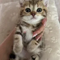 گربه بریتیش نر و ماده