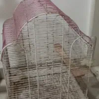 قفس پرنده