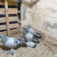 کبوتر|پرنده|میاندوآب, |دیوار