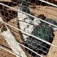 ساعت و کفتر سینه|ساعت دیواری و تزئینی|قائن, |دیوار