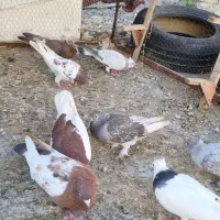 هشتا کفتر روهم