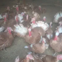 بوقلمون ارگانیک محلی|حیوانات مزرعه|دهگلان, |دیوار