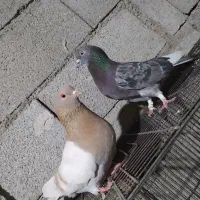 کفتر|پرنده|کهریزک, |دیوار