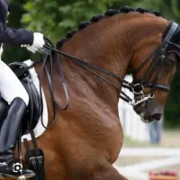 آموزش سوارکاری|خدمات آموزشی|تهران, شهرک چیتگر|دیوار