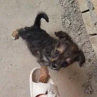 پاکوتا اشپیتزو|سگ|گنبد کاووس, |دیوار