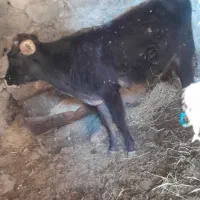 شنگل ماده ۳ ساله