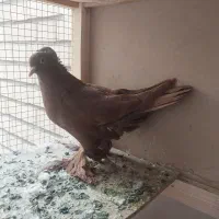 کبوتر راعبی