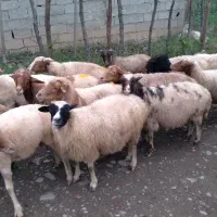 گوسفند جوان حدود ۳۹ کیلویی بز هم موجوده