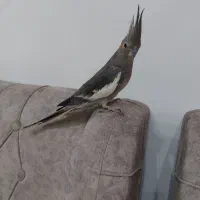 طوطی نر|پرنده|رشت, پیرکلاچای|دیوار