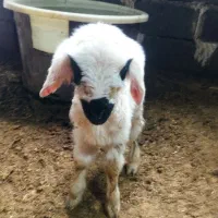 یک عدد بره نره مو فر از نسل قزل افشار