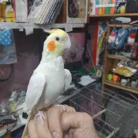 عروس هلندی لوتینو