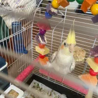 پرنده عروس هلندی|پرنده|تهران, تهرانپارس شرقی|دیوار