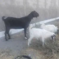 بززاییده دوقلو بادوبزغاله بزرگ