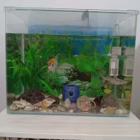 آکواریوم شرکتی به همراه ماهی ولوازم