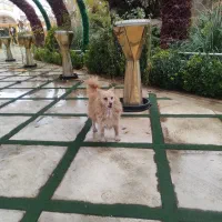 واگذاری سگ زیبا