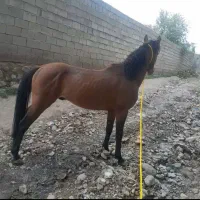 اسب نریان