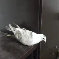 مخمل سوسنی ماده