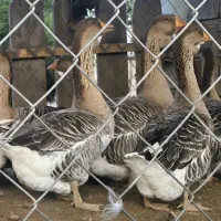 غاز تولوز فرانسه|حیوانات مزرعه|گنبد کاووس, |دیوار