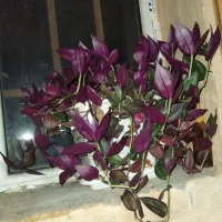 گل طبیعی