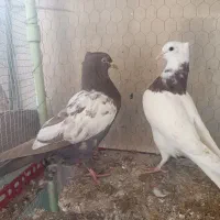 طوقی سیاه ماده جونه طوقی سرخ جونه سینه