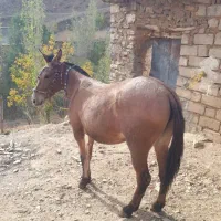 سه راس قاطر درجه یک