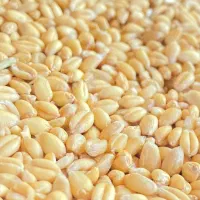 بذر گندم ابی گواهی شده سالار|خدمات باغبانی و درختکاری|کوزران, |دیوار