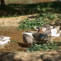 غازوقوغاز نژاداوکراینی