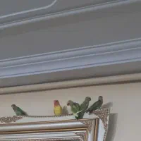 طوطی برزیلی