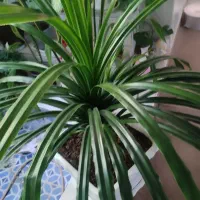 گل طبیعی پاندانوس