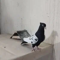 ماده سینه سیاه