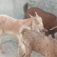 بزوپازن اوسن وبرخورده|حیوانات مزرعه|خورموج, |دیوار