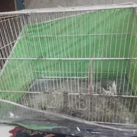 قفس  سالم  60 در 40