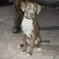 سگ پیتبول نر