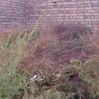 جارو بزرگ  (چارخ)|لوازم نظافت|قیدار, |دیوار