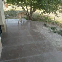 سگ ماده اصل سرای خوش رخ|سگ|سراب میمه, |دیوار