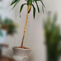 گل یوکا سانسوریا فیکوس|گل و گیاه طبیعی|تربتحیدریه, شهرک ولیعصر|دیوار