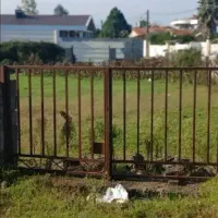 زمین خوشقواره سند تکبرگ ۲۳۸ متری چمخاله