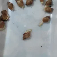 حلزون آچاتینا آلبینو|خزنده|مرودشت, علیآباد|دیوار