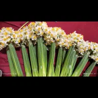 نرگس تازه و درجه یک ویژه روز پدر