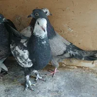 جوجه کبوتر پرشی|پرنده|ری, علایین|دیوار