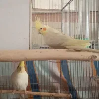 عروس هلندی|پرنده|تاکستان, |دیوار