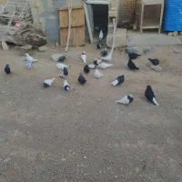 دسته کبوتر رنگی