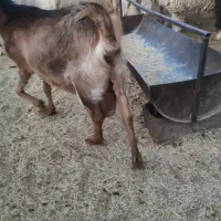 بر دورگ سرمایه|حیوانات مزرعه|کرمان, |دیوار