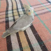 عروس هلندی ..|پرنده|شیراز, حومه شیراز|دیوار
