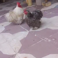 مرغ خروس کوشین