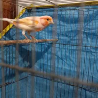 قناری نر سرامیکی