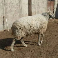 قوچ کبود ۳ ساله فروشی(قوچ بز میش بره)