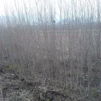 نهال انار 4 ساله|خدمات باغبانی و درختکاری|گرگان, |دیوار