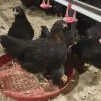 مرغ و خروس سیاه وسفید جهت قربانی|حیوانات مزرعه|مشهد, عامل|دیوار